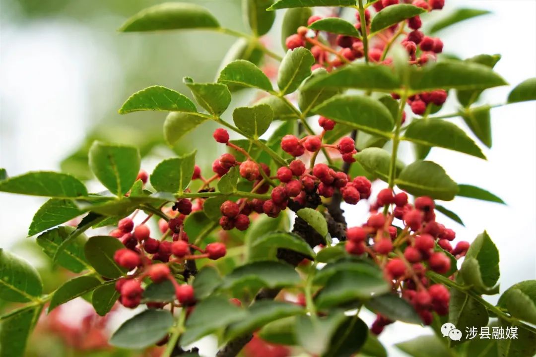 邯郸涉县花椒多少钱一斤,花椒喜获丰收