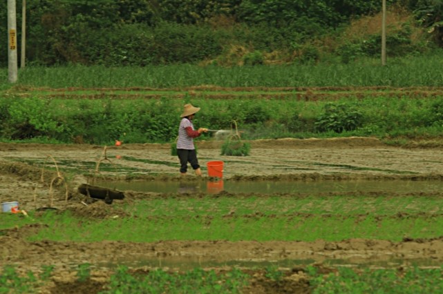 在农村38和61少了，99多了起来，这是为何？