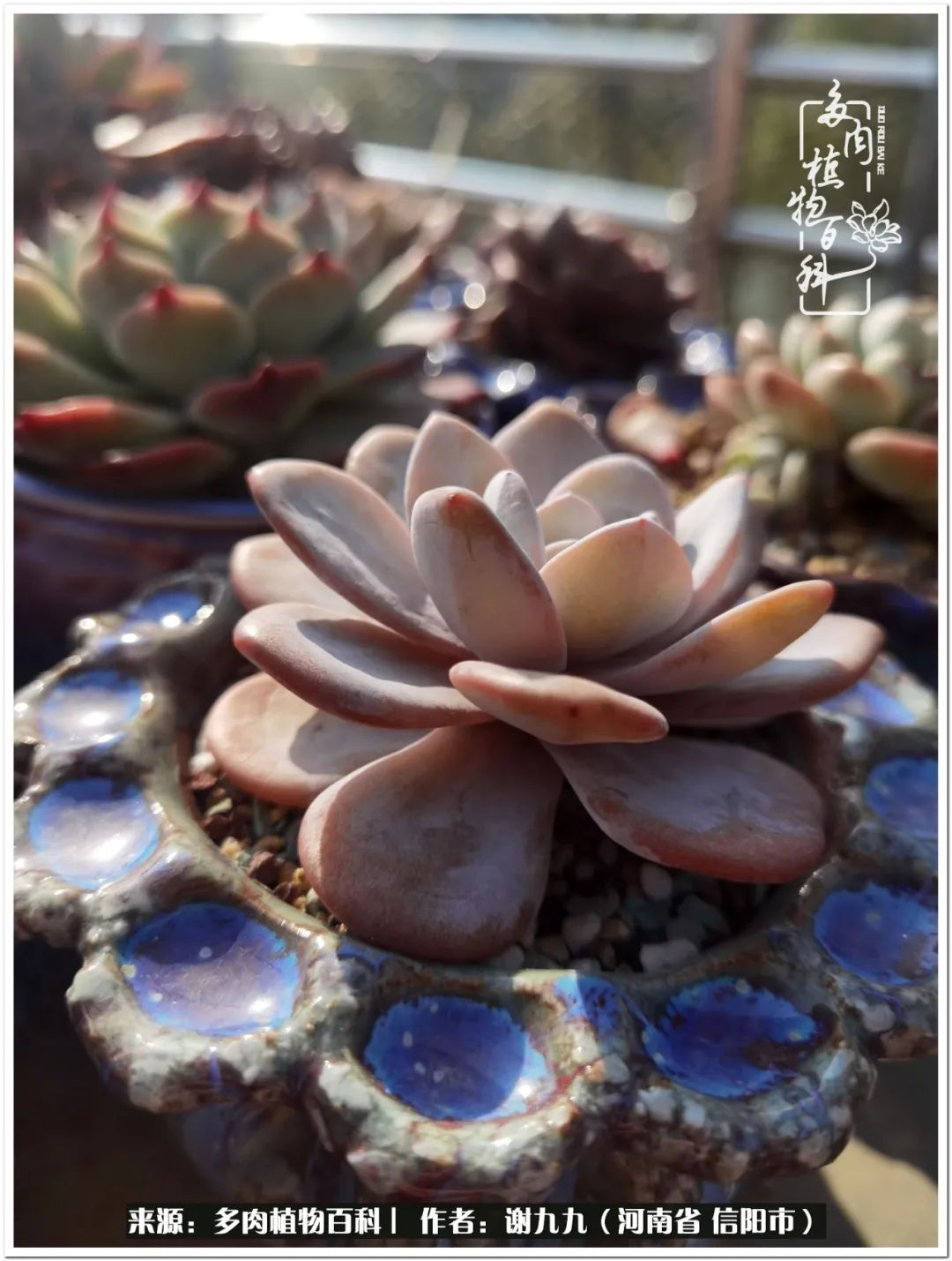 与多肉植物在一起的感怀,与多肉同行