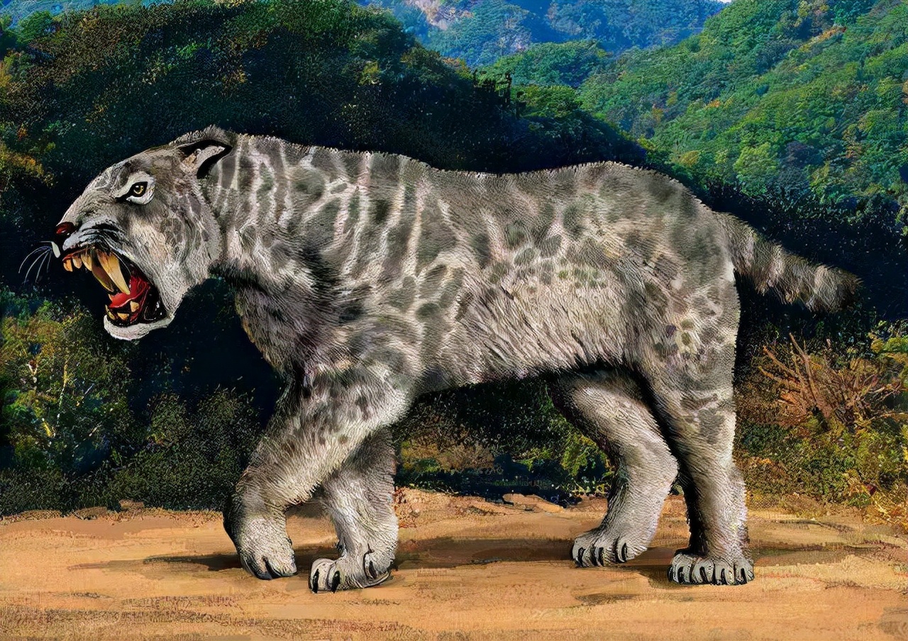 冰河时期最强的猫科秒杀东北虎,猫科霸主东北虎