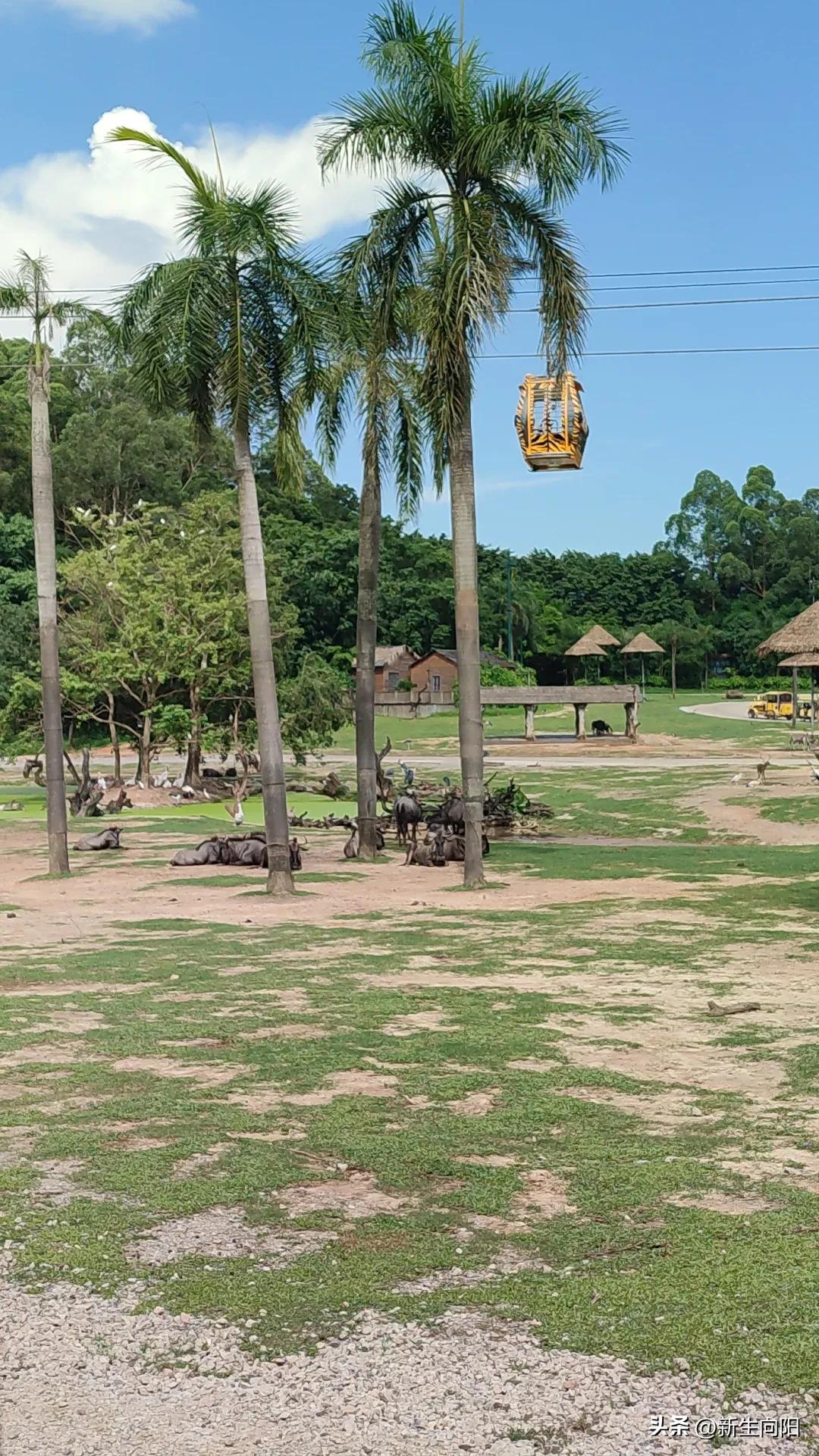 长隆野生动物园两大一小,长隆野生动物园一家三口
