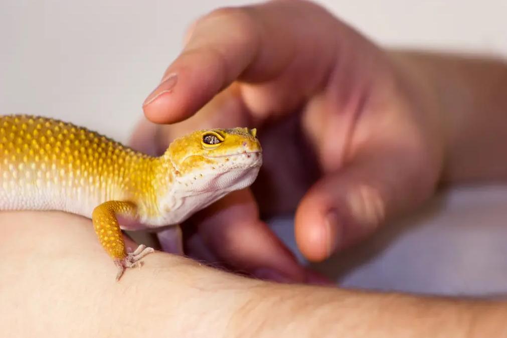 壁虎可怕,壁虎很可怕