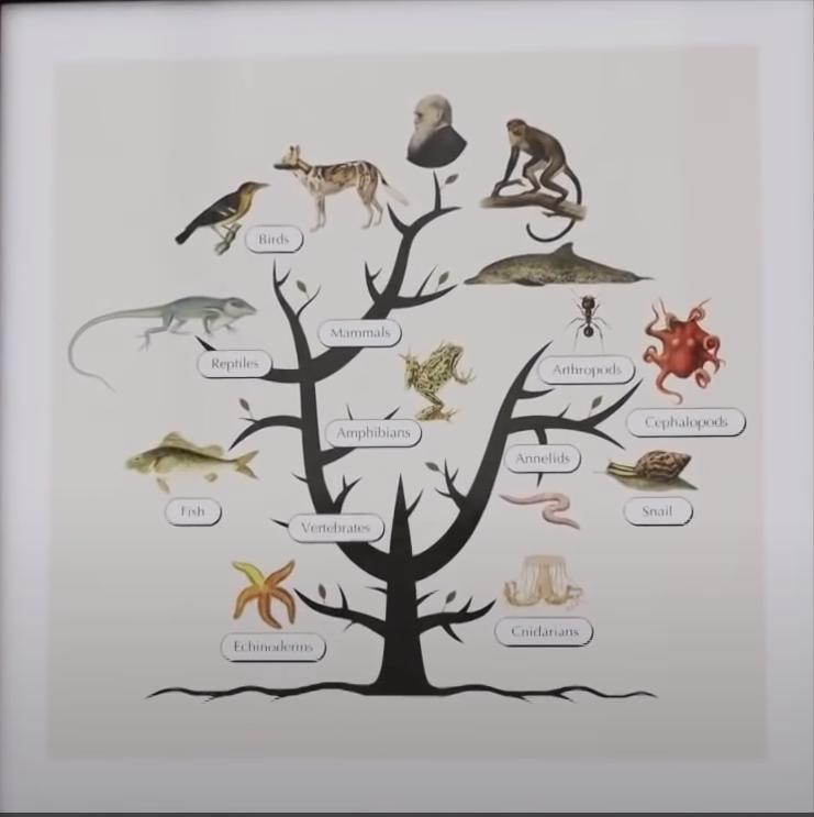 智商超群的章鱼,可能来自外星?为何它们交尾后会选择自杀?