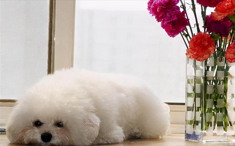 如何给比熊狗狗安全感呢,比熊幼犬缺乏安全感的表现