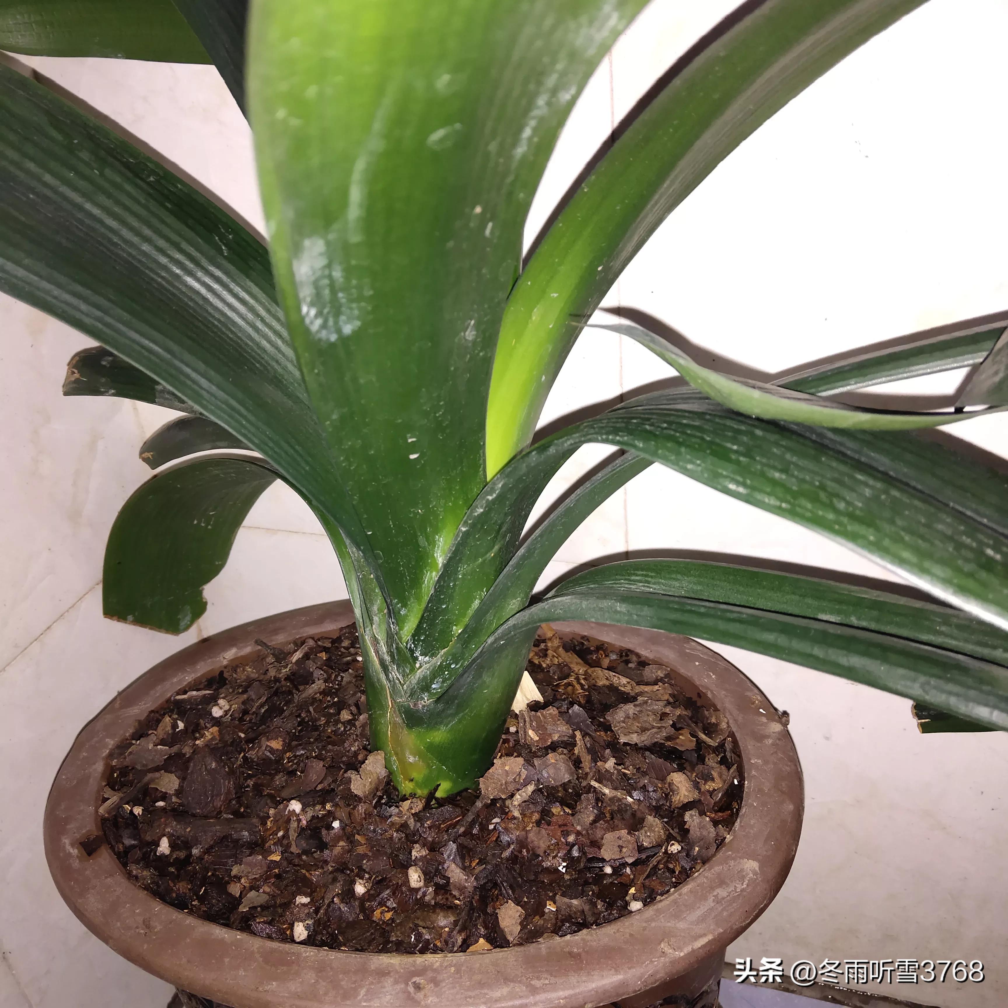 君子兰秋季换盆的最佳时间,现在是秋季君子兰换盆可以吗