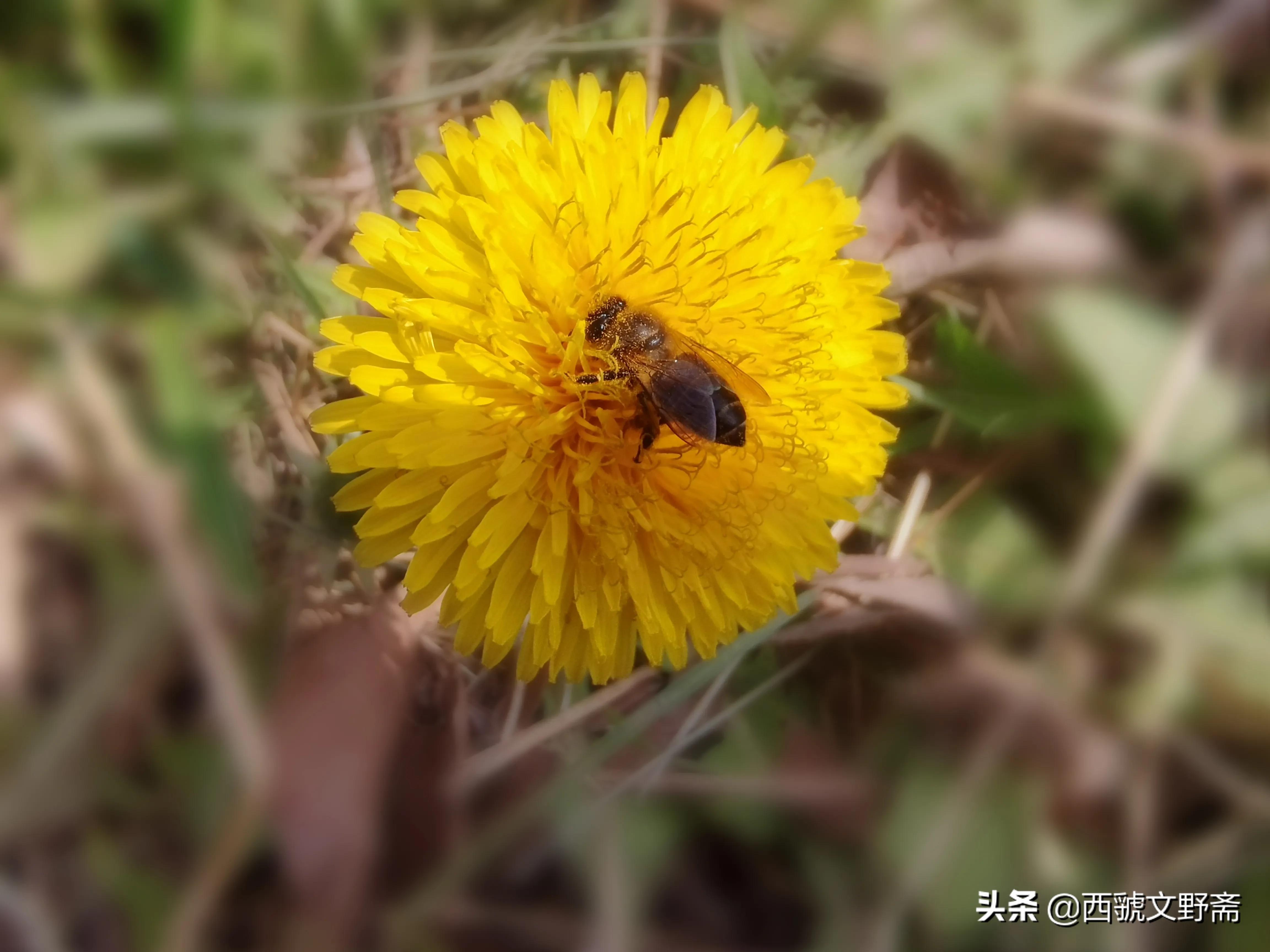 蜜蜂与荷花七律,七律蜜蜂采花