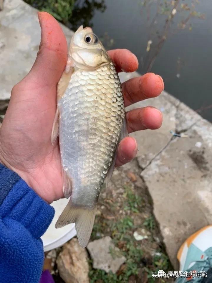 老鬼鱼饵哪款最好用,2015老鬼鱼饵配方视频