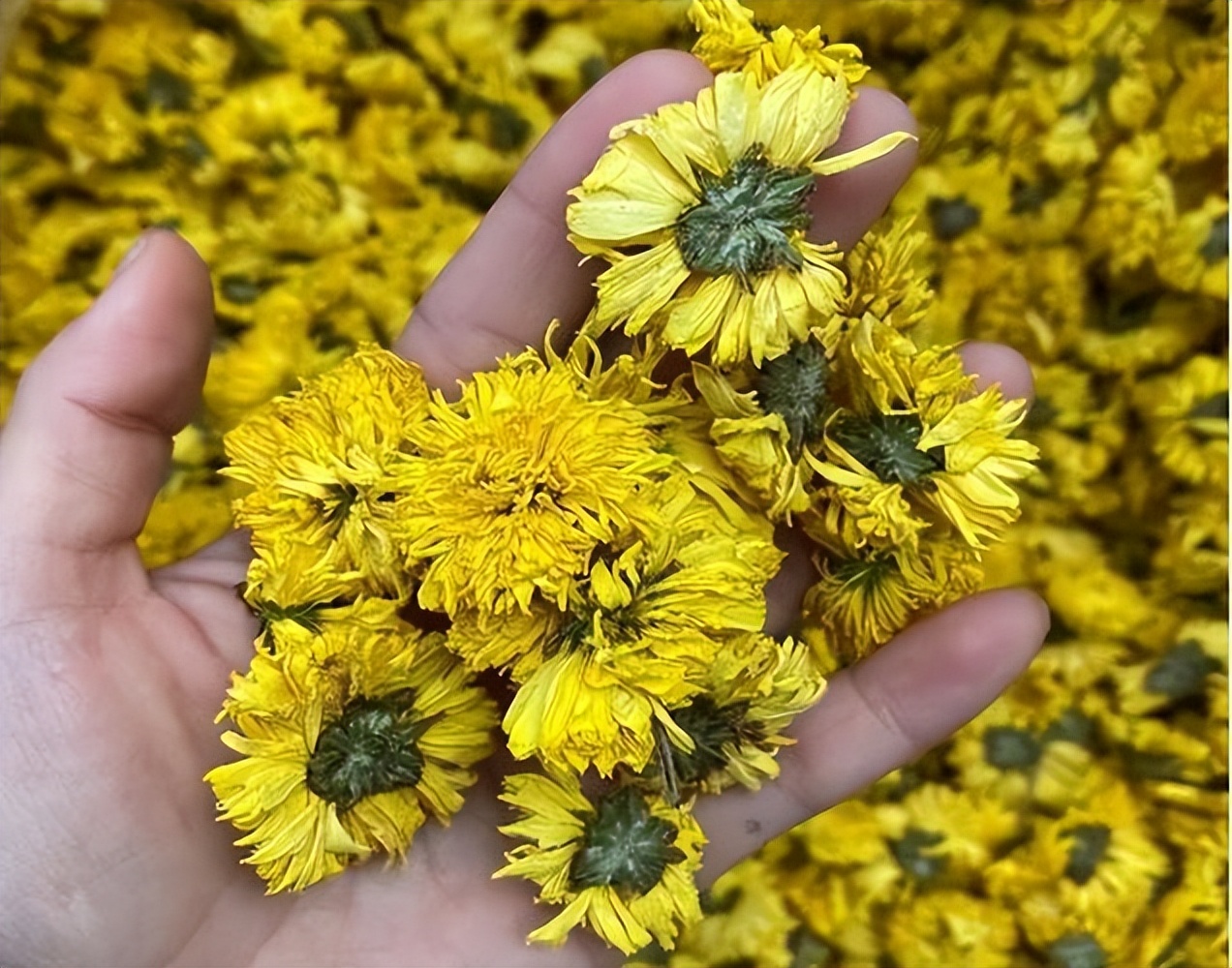 上了年纪要忌菊花茶？建议：牢记“2喝2不喝”，浑身舒爽精神好