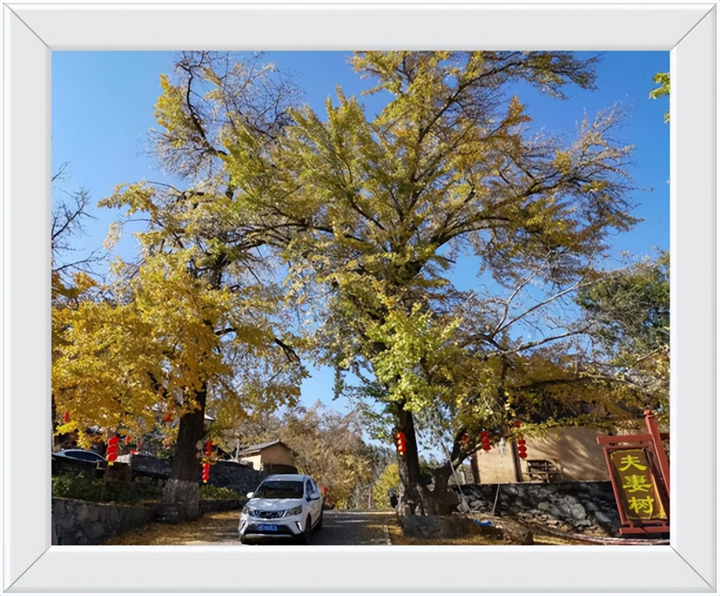 中国千年银杏谷住宿,中国千年银杏谷