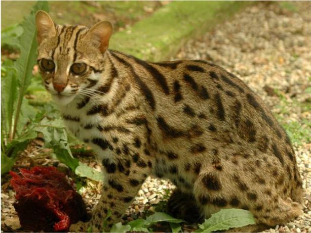 猛兽危险！“石虎”现身广东，外貌像极家猫，常被人误当猫咪饲养