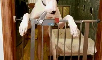 狗狗百科全书养狗必备,养狗新手必备狗狗用品萌宠好物