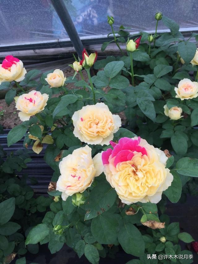 月季常见的毛病有哪些图片,月季黑心怎么回事