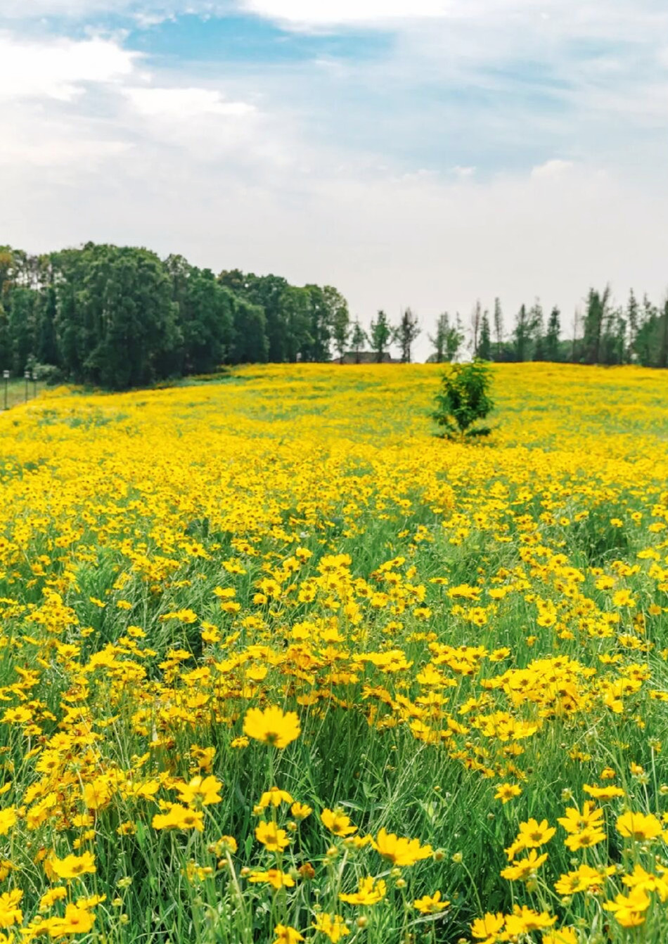 金鸡菊花海旅游攻略,金鸡菊花海美景
