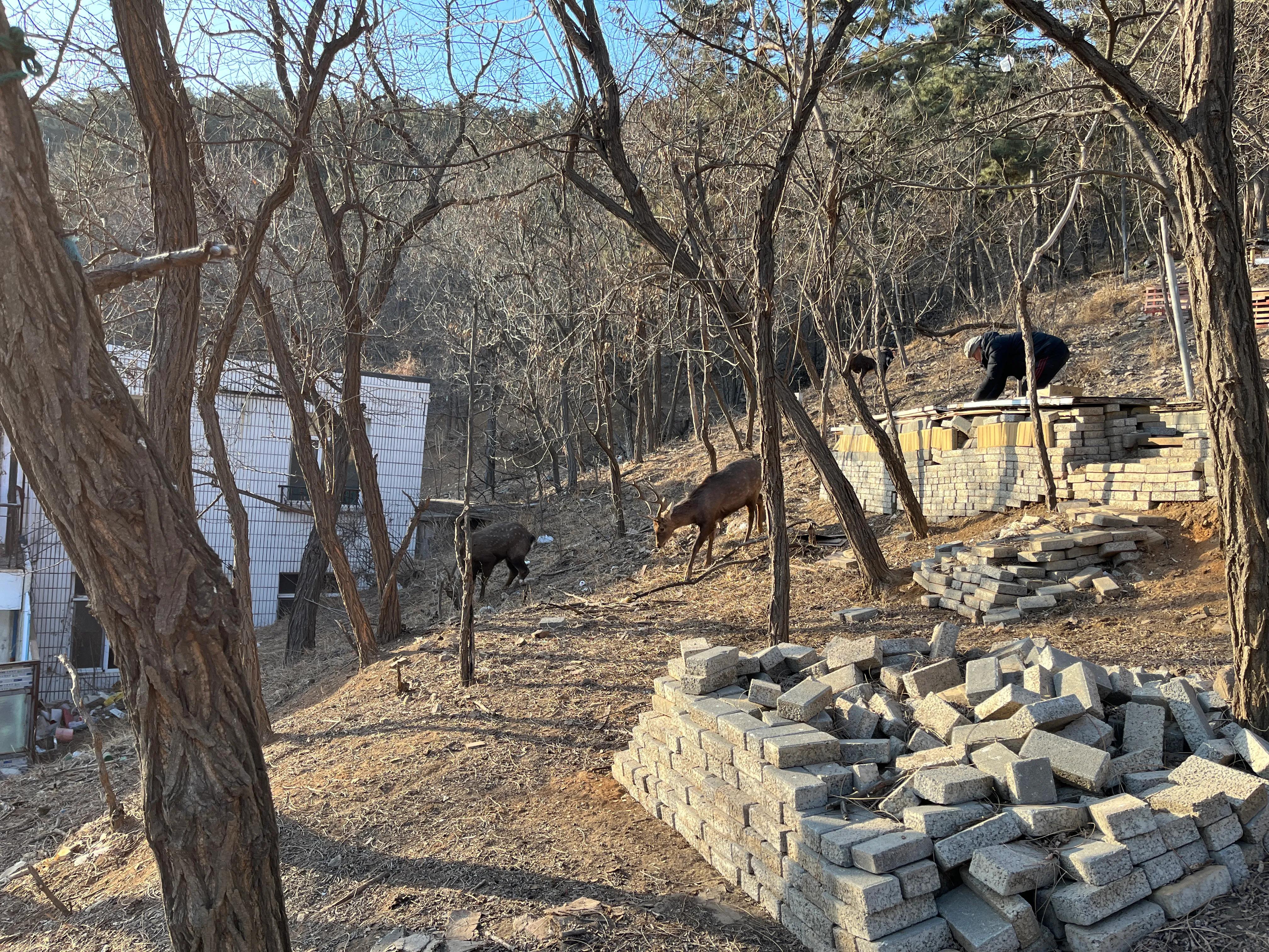 大连渤海旅游攻略最新,北国之春大连旅游攻略