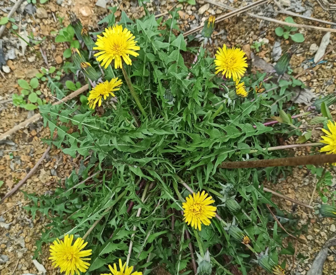 清明期间开的野花有哪些,清明节野花