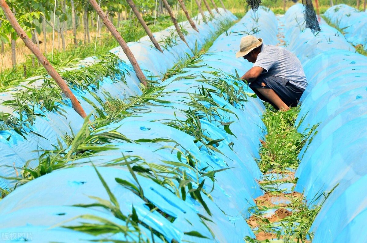 生姜早晨可以培土施肥,生姜培土方法和最佳时间