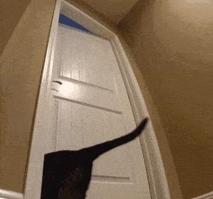 好养好看的短毛猫有哪些品种,狸花猫十种适合新手养的猫