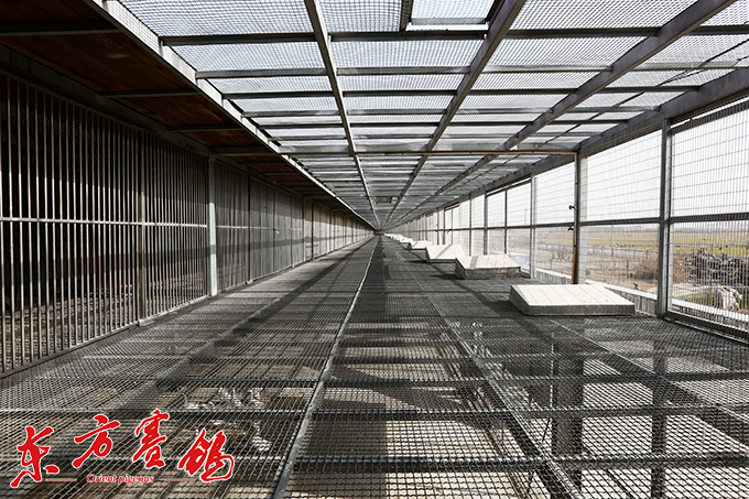 为赛鸽早生华发写春秋——江苏爱翔公棚董事长李伦十一载心系赛鸽情