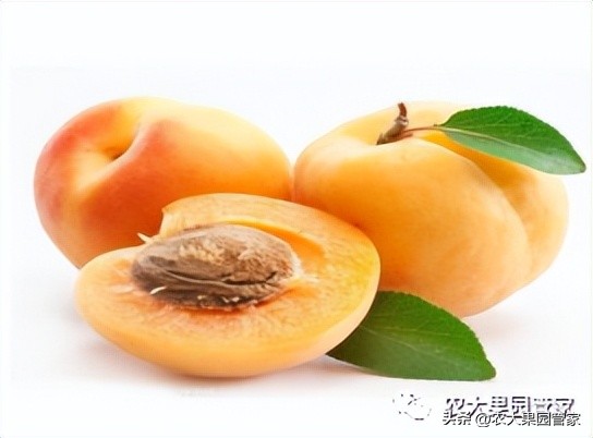 优质果树苗木品种介绍,最好的新品种苹果苗木