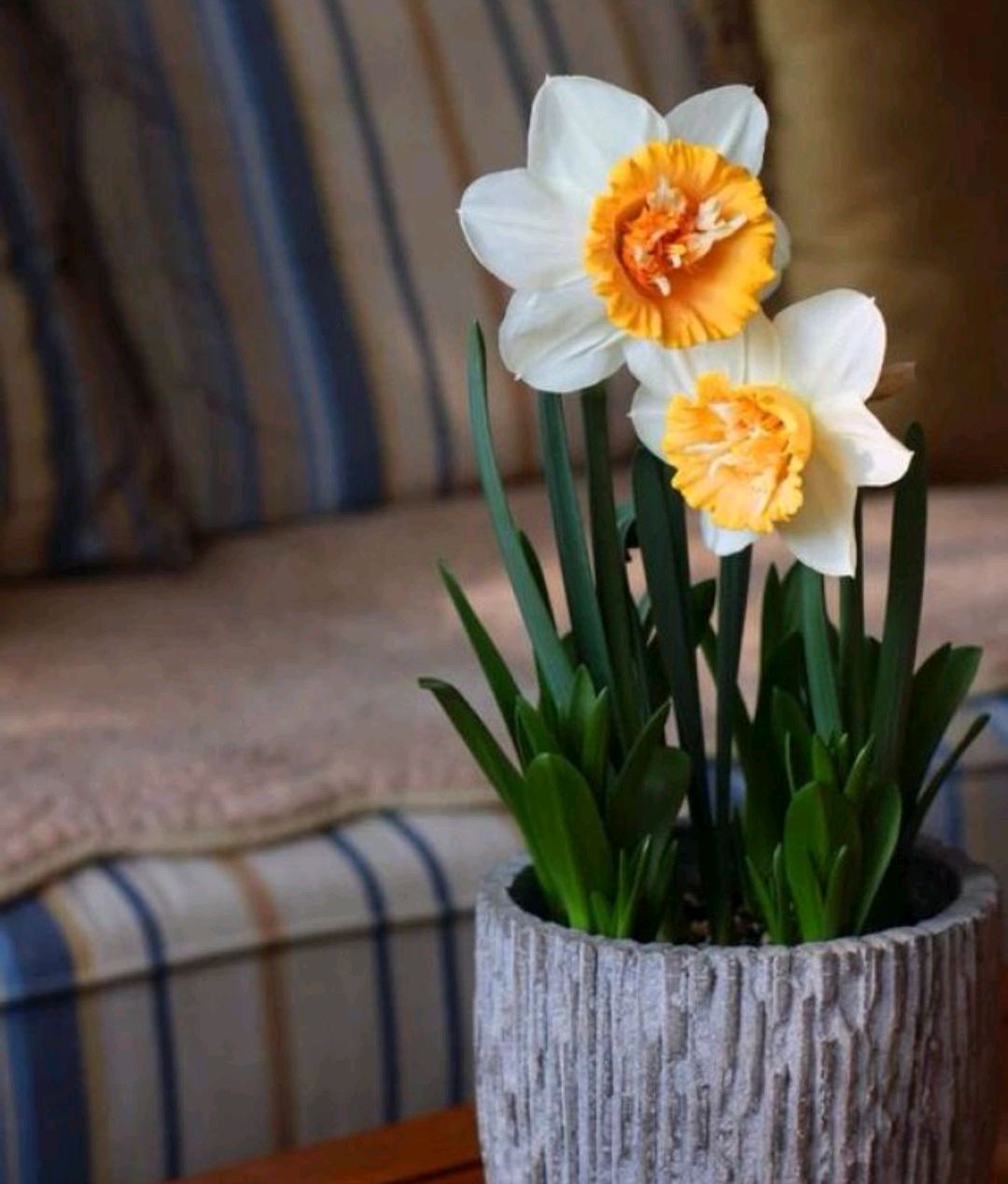 百花齐放春意浓群芳争艳,百花齐放喜迎新春