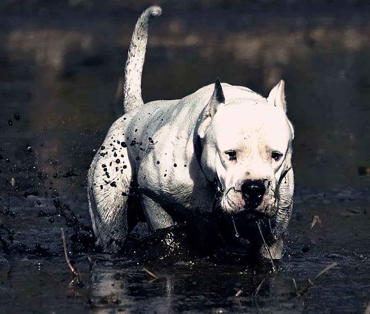 杜高犬为何不抗冻,杜高犬真能护主吗