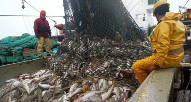 大西洋比目鱼灭亡了吗,大西洋鳕鱼事件