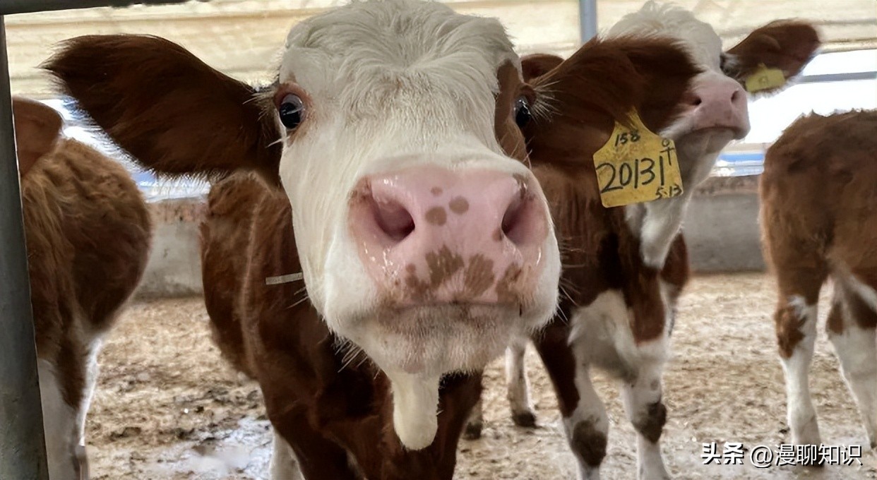 上海女白领被父亲一个电话叫回家养牛，靠没人要的牛1年狂赚1.6亿