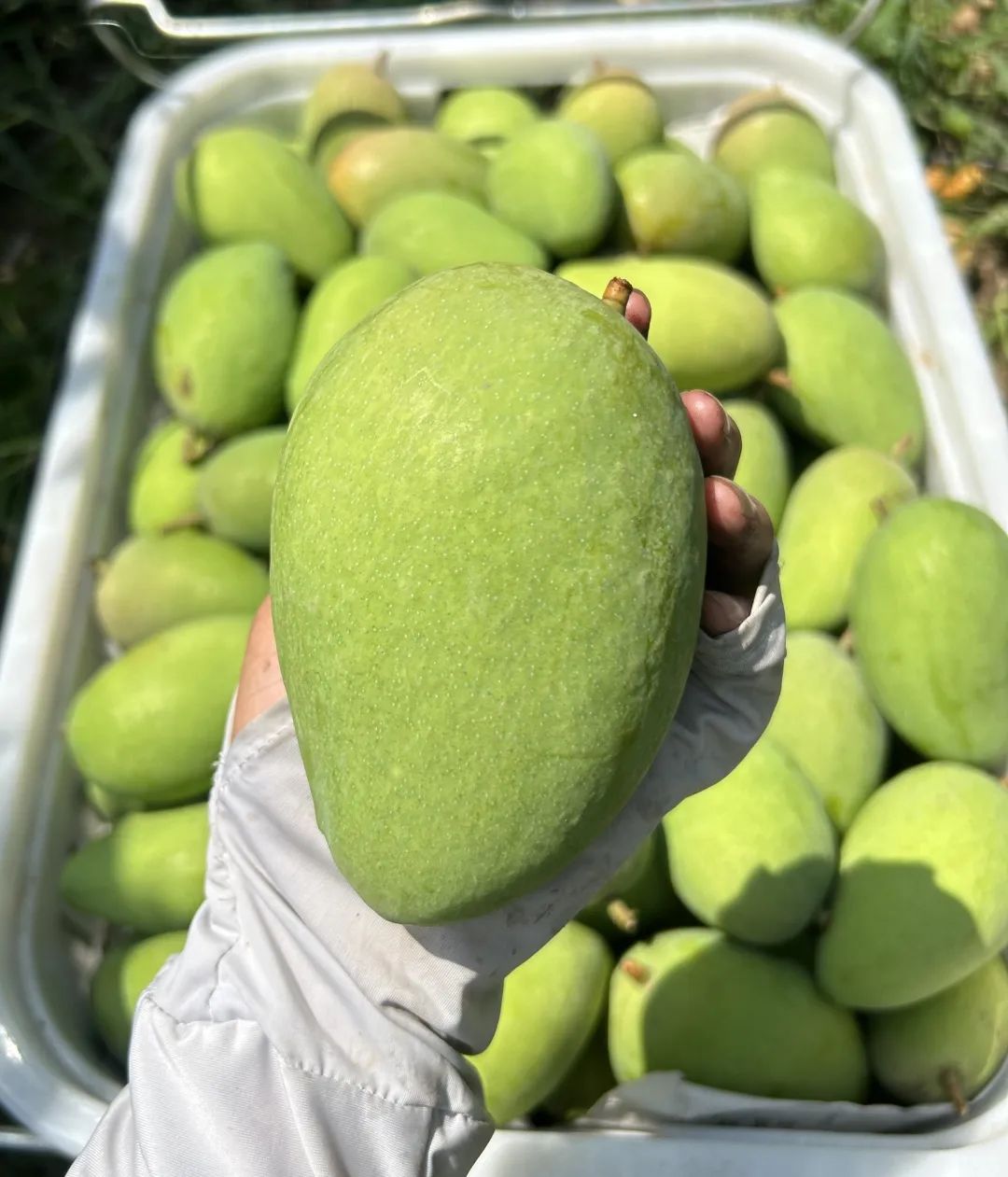 芒果产业助农增收,三产融合发展农民增产增收