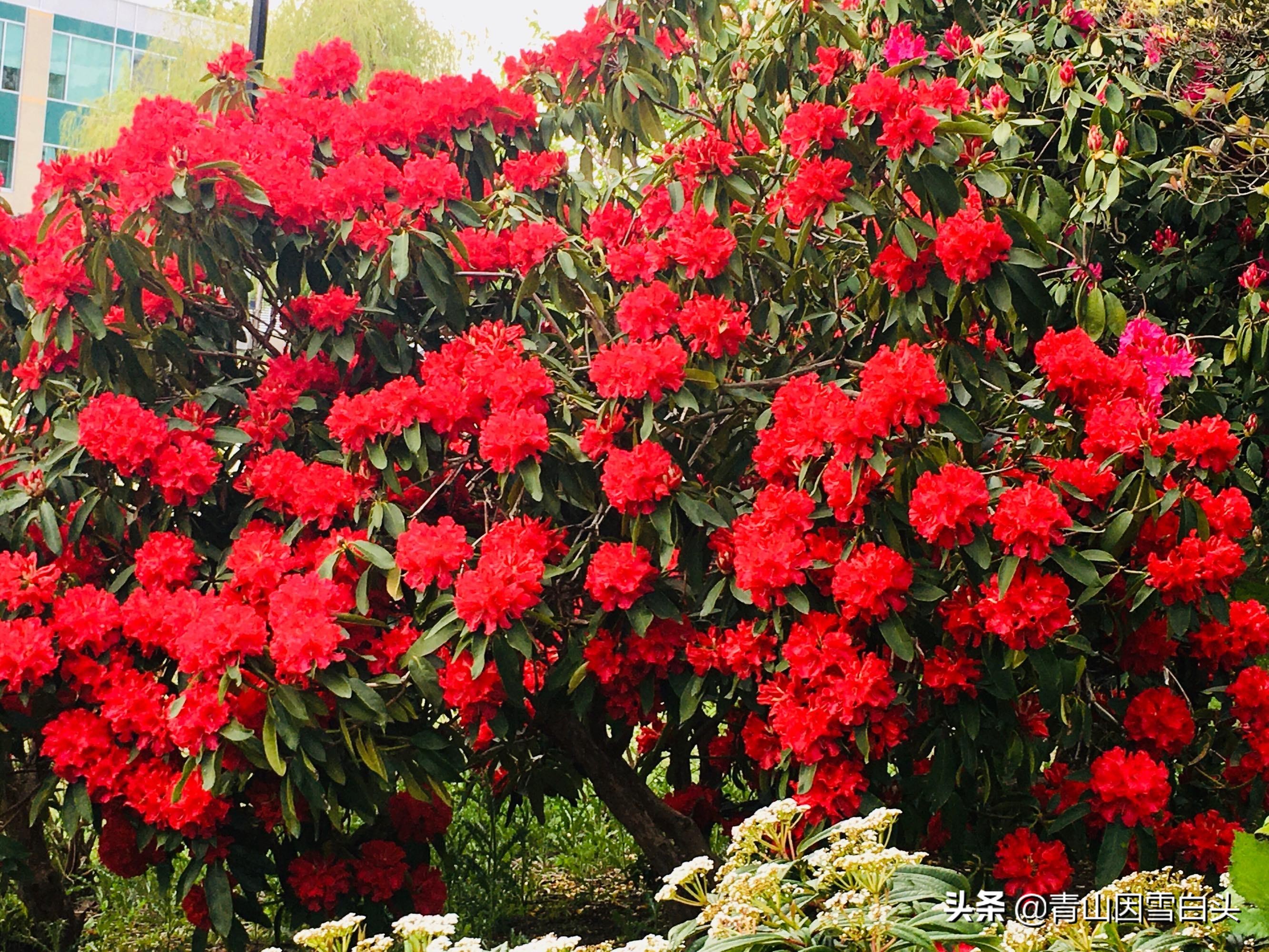 马缨花种子多少钱一斤,马缨杜鹃价值