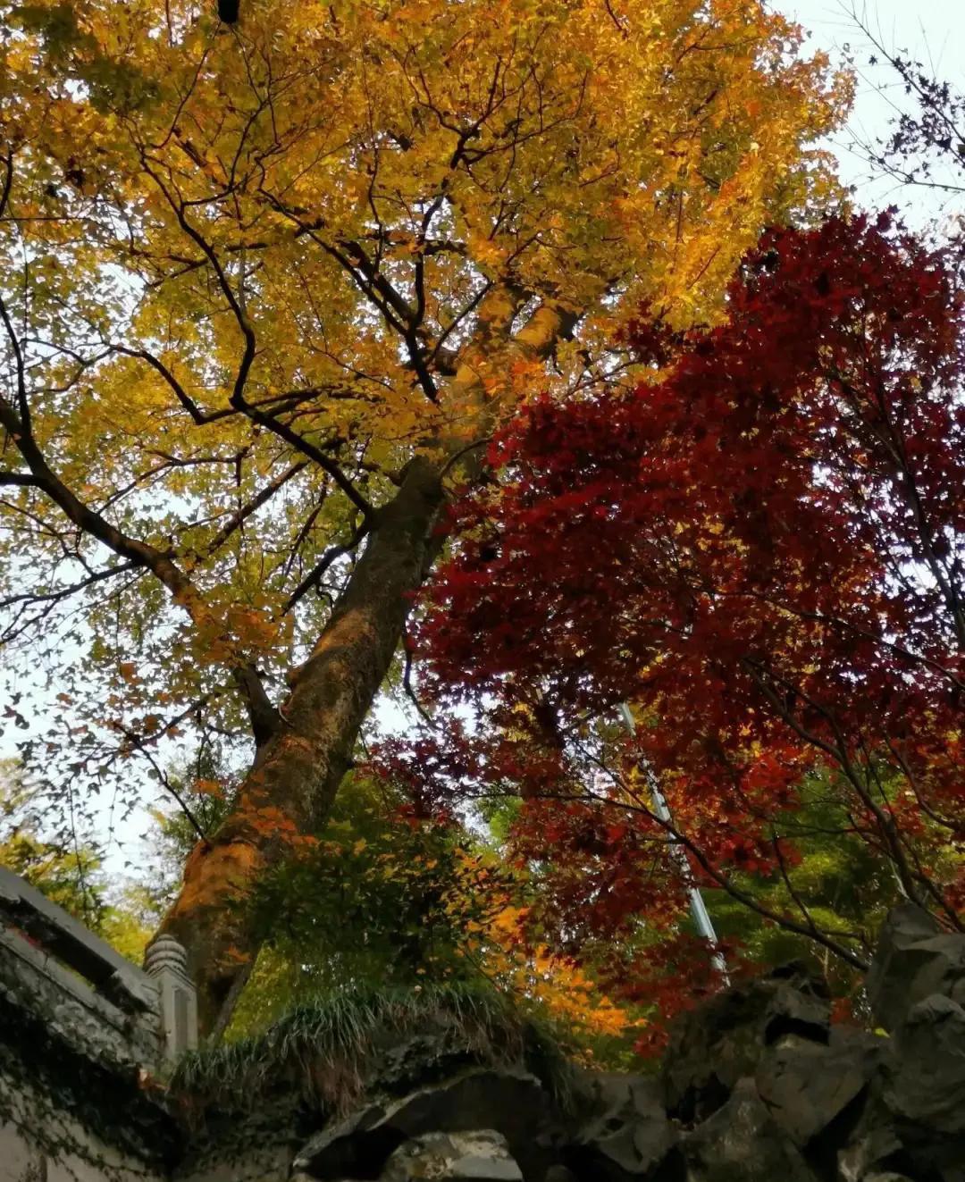 杭州周边赏秋好去处,杭州赏秋最佳攻略