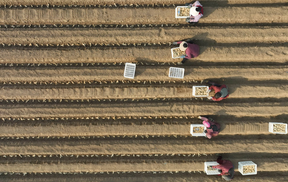 河北唐山生姜收获视频,唐山哪个地方种植姜