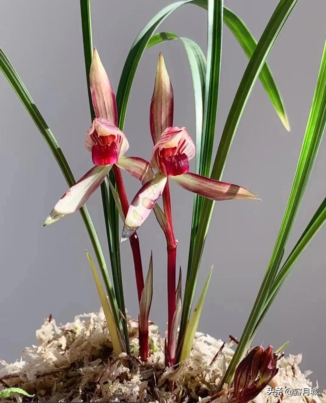 名贵兰花前十名,什么兰花被称为牢底坐穿兰