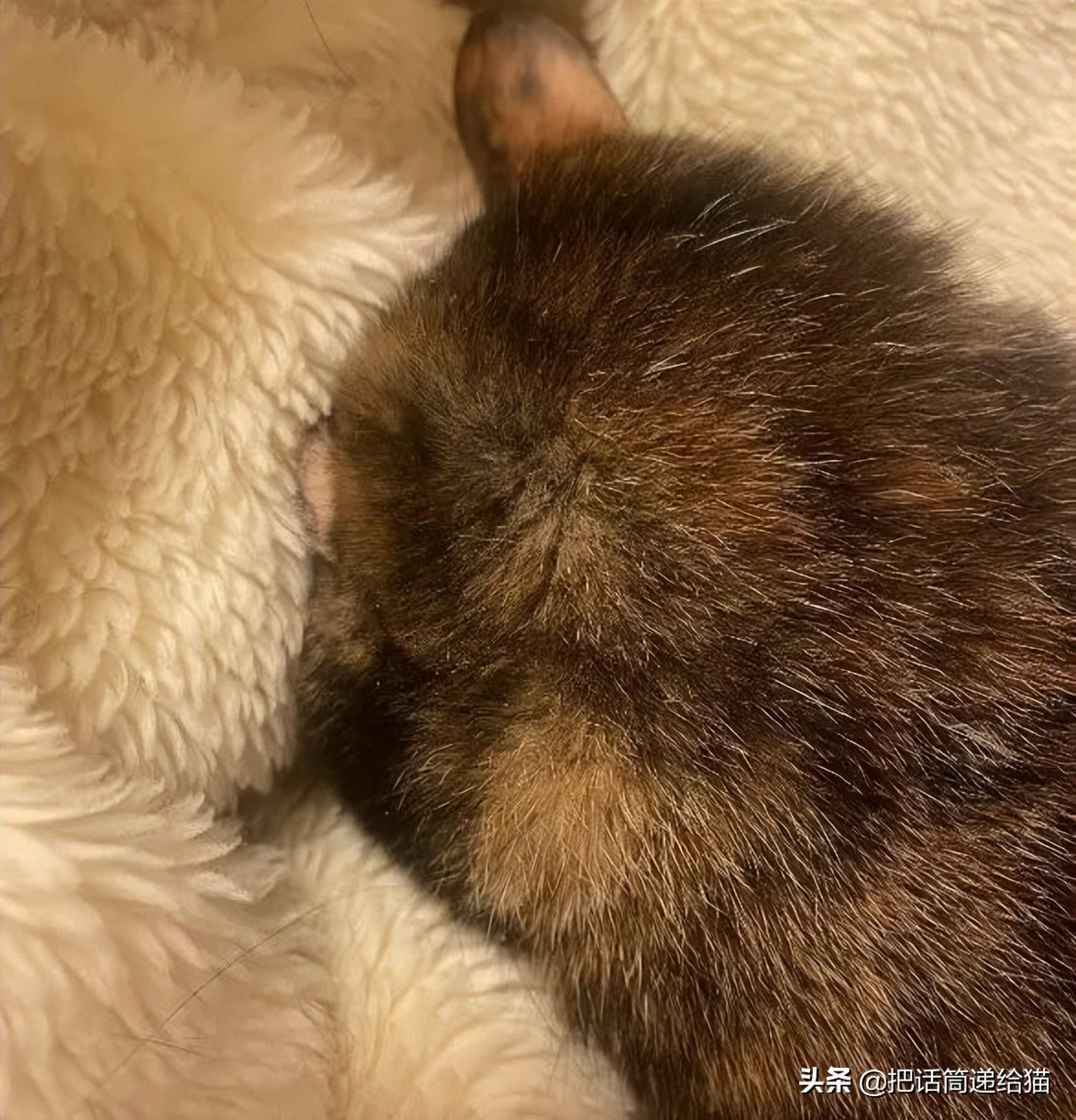 女孩救下一只差点被货车撞死的猫,小女孩救下乌鸦被夺走眼睛