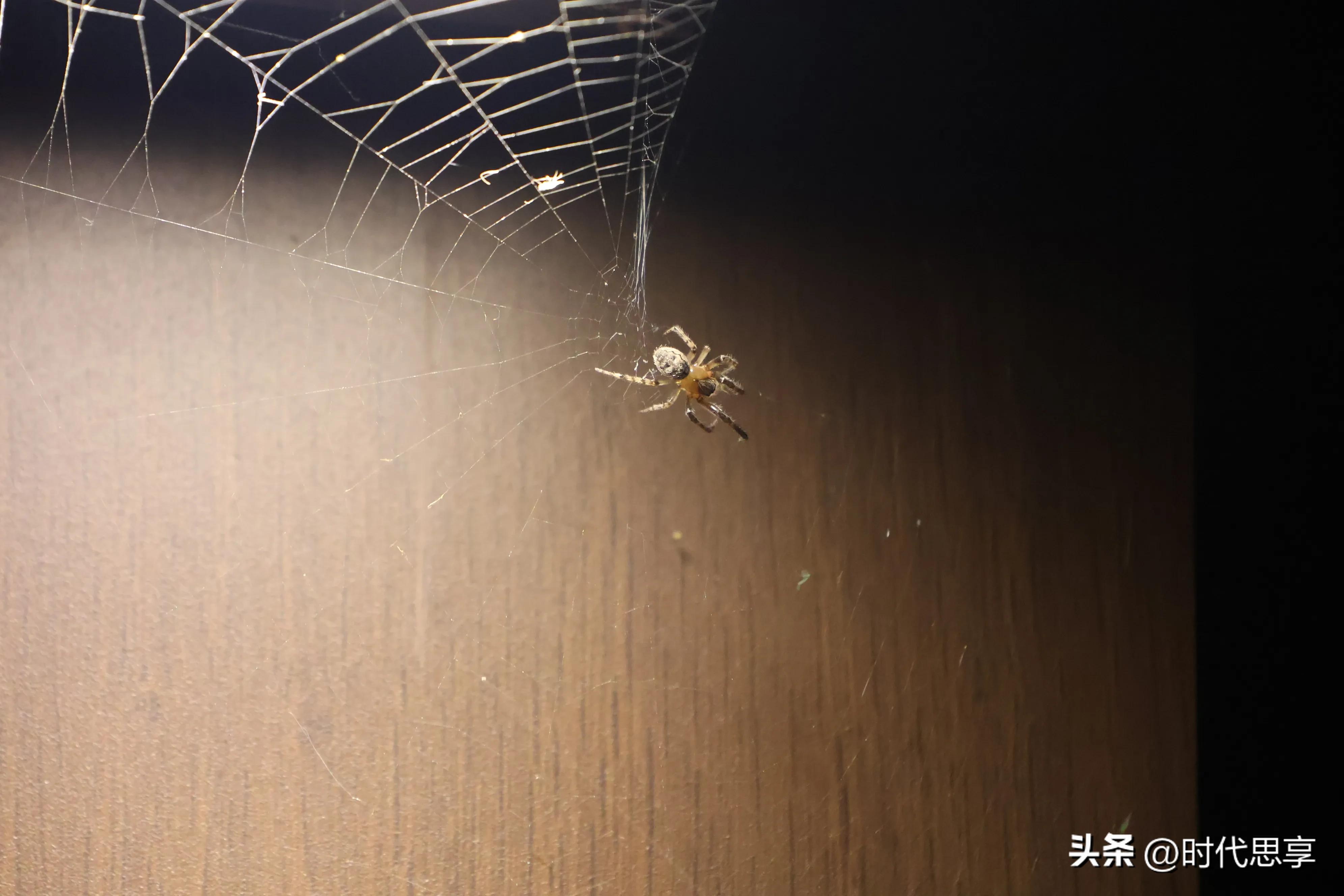 蜘蛛结网坐享其成,蜘蛛为什么能结网