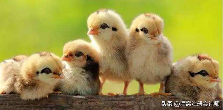 小鸡的眼睛痛了是怎么回事,小鸡哭的很伤心