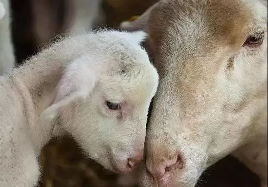 母羊产前产后应注意什么,母羊产前产后瘫软的原因