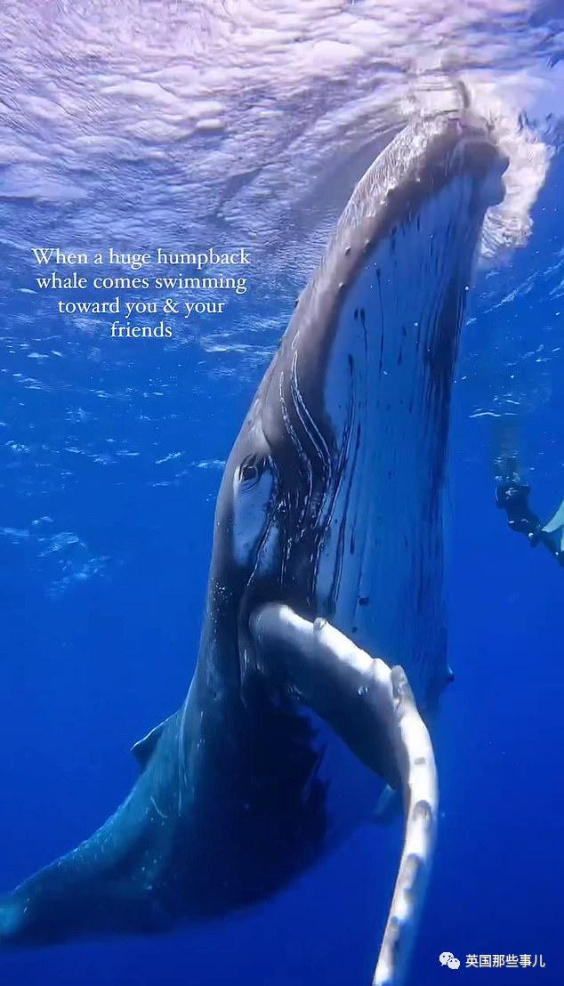 巨型座头鲸搁浅海滩数小时,巨大座头鲸出水瞬间