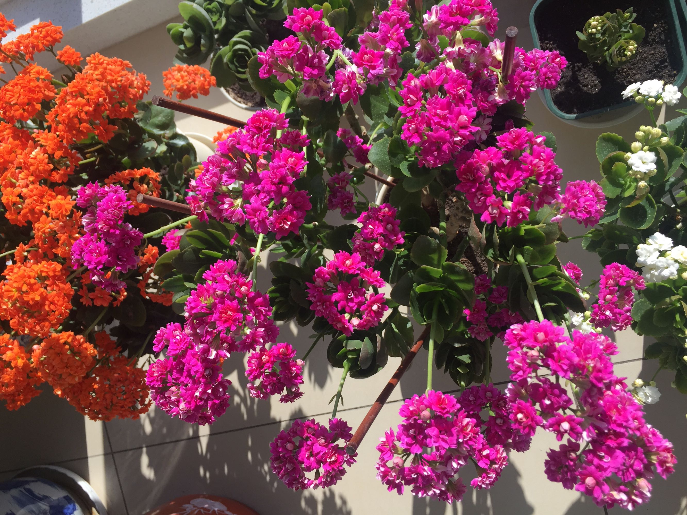 快过年了家里摆放一盆花,快过年了养一些什么