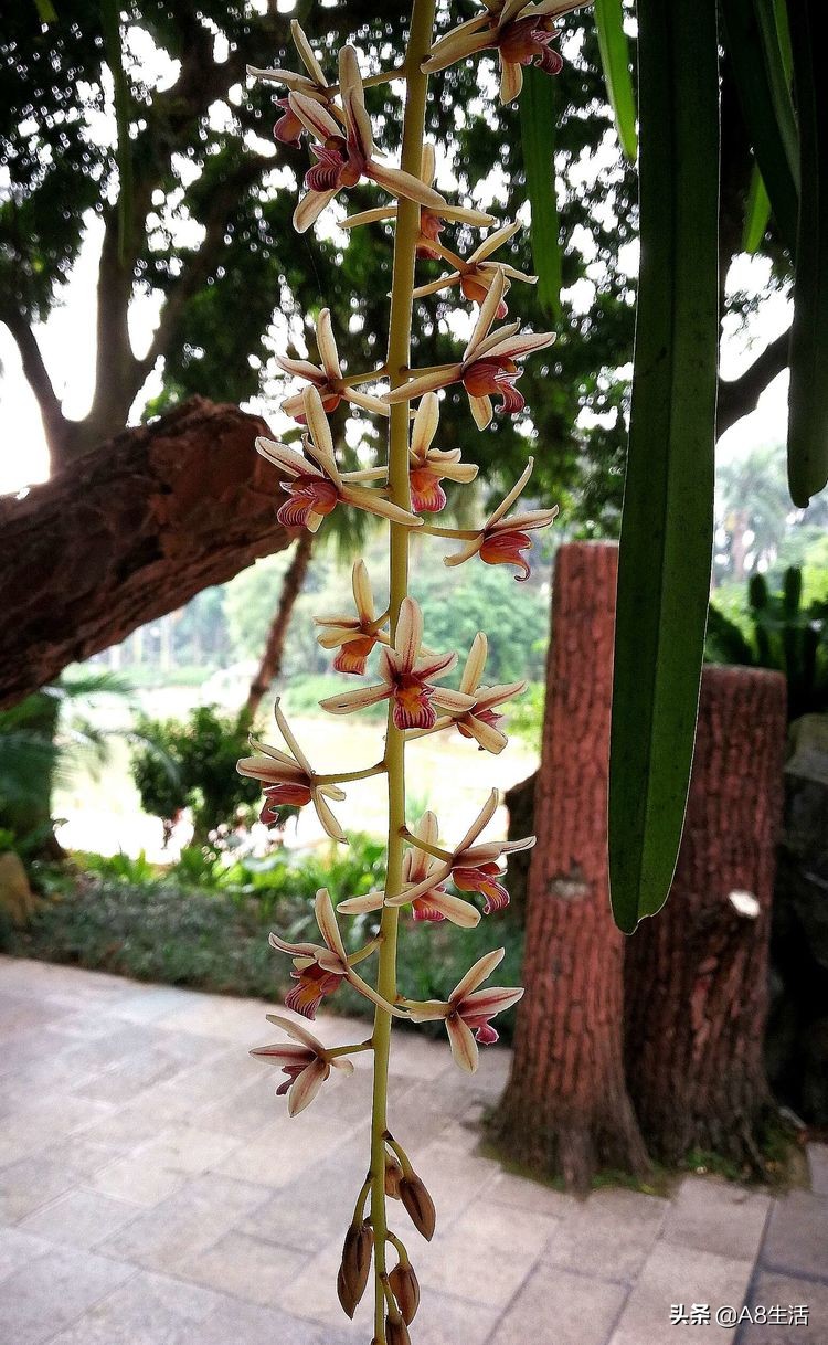 带你认识中华兰花纹瓣兰,顶级纹瓣兰图片