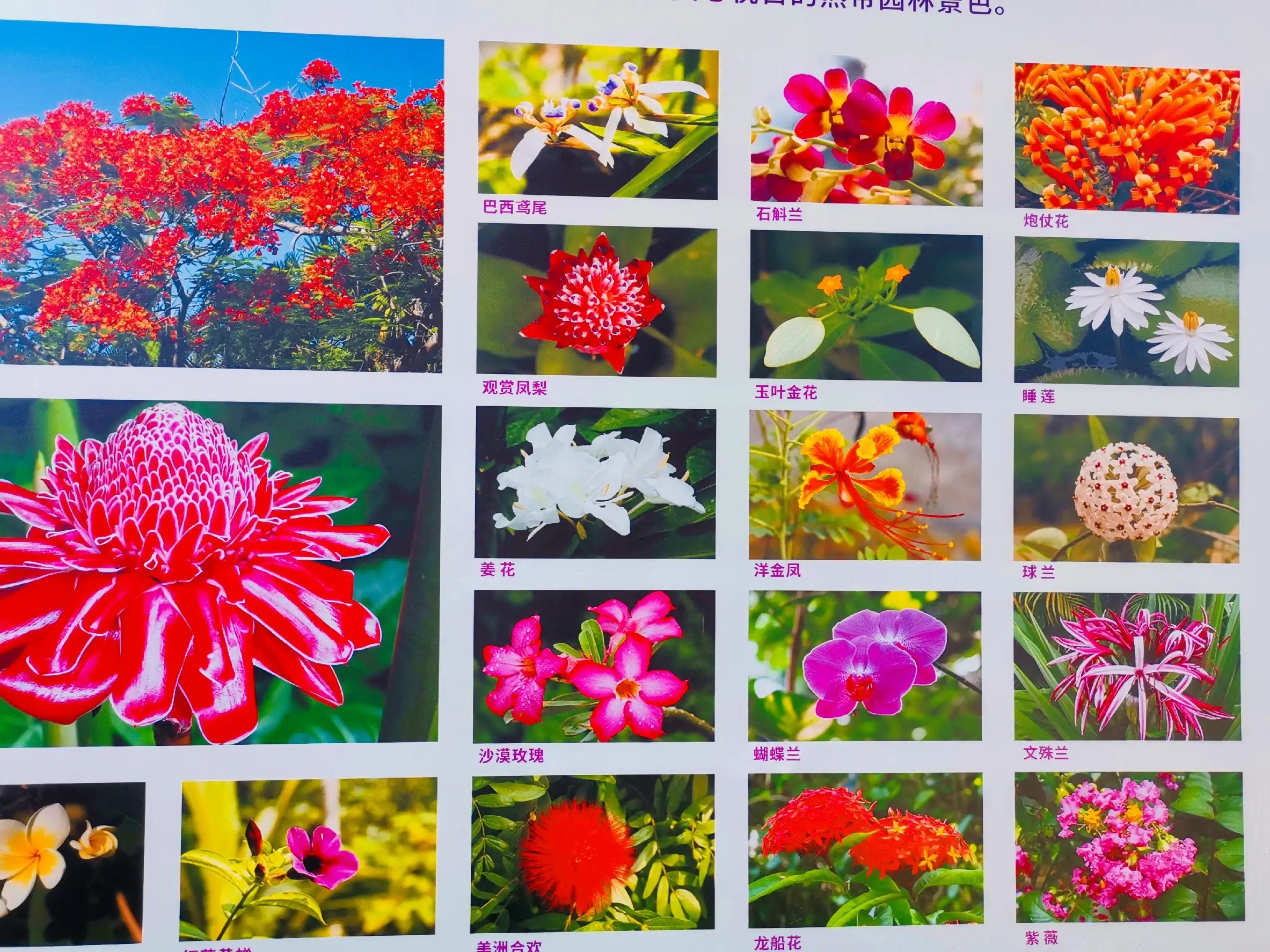 兴隆热带植物园攻略,兴隆热带植物园一日游