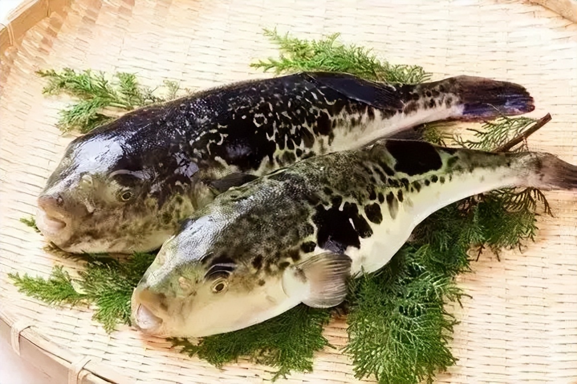 中国养殖河豚鱼,中国河豚鱼市场