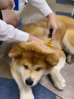 亲身经历养秋田犬,为啥不建议养秋田犬