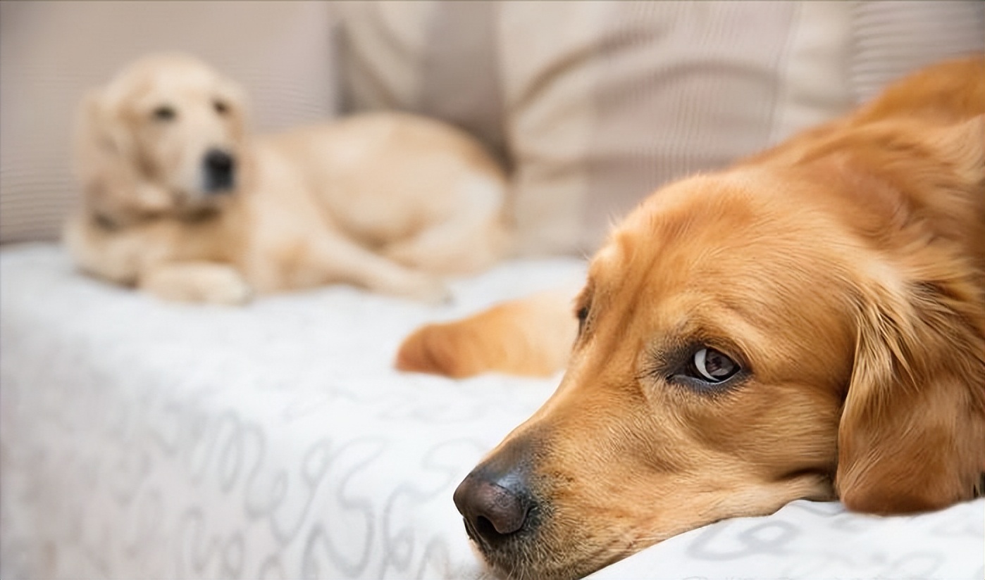 狗狗为什么爱睡床睡沙发,狗狗喜欢睡枕头上是什么原因