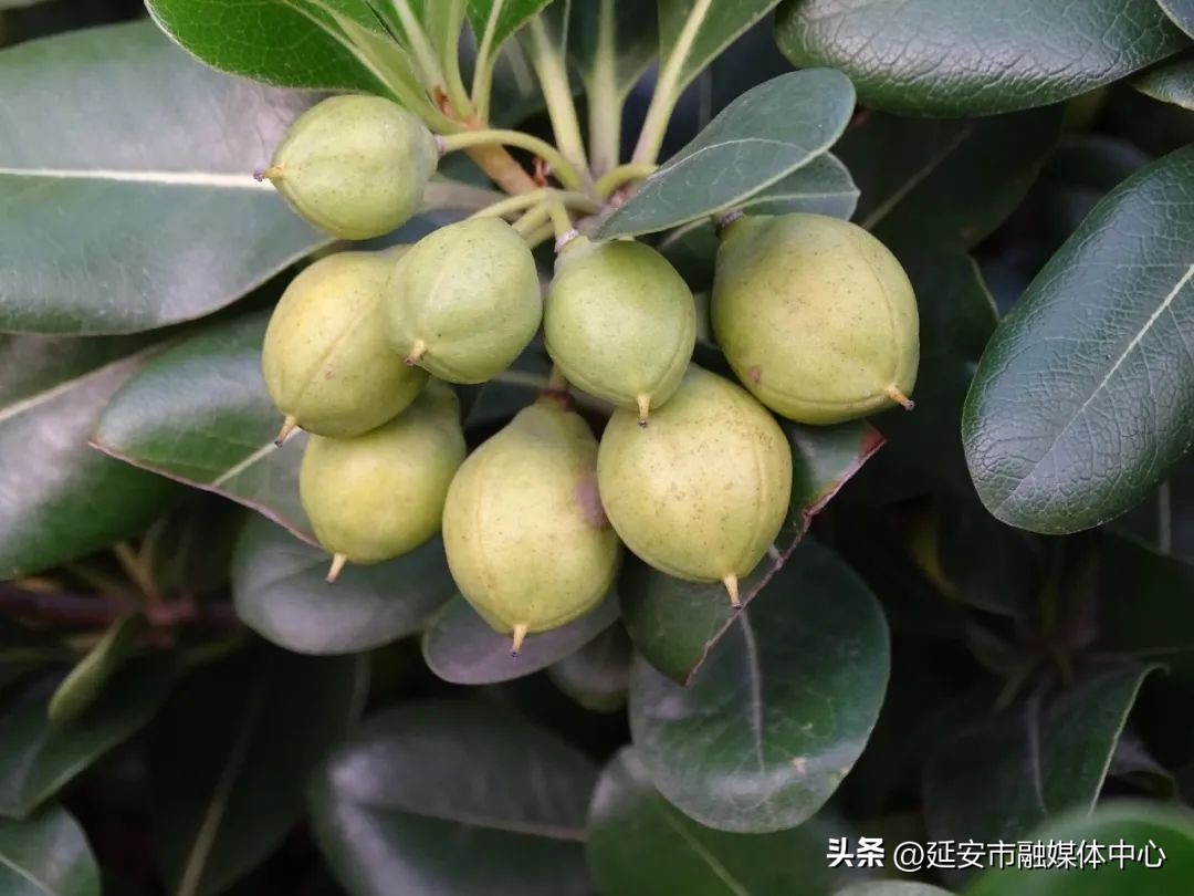 陕西宾馆迎来最佳观花赏景季节,陕西宾馆内景色