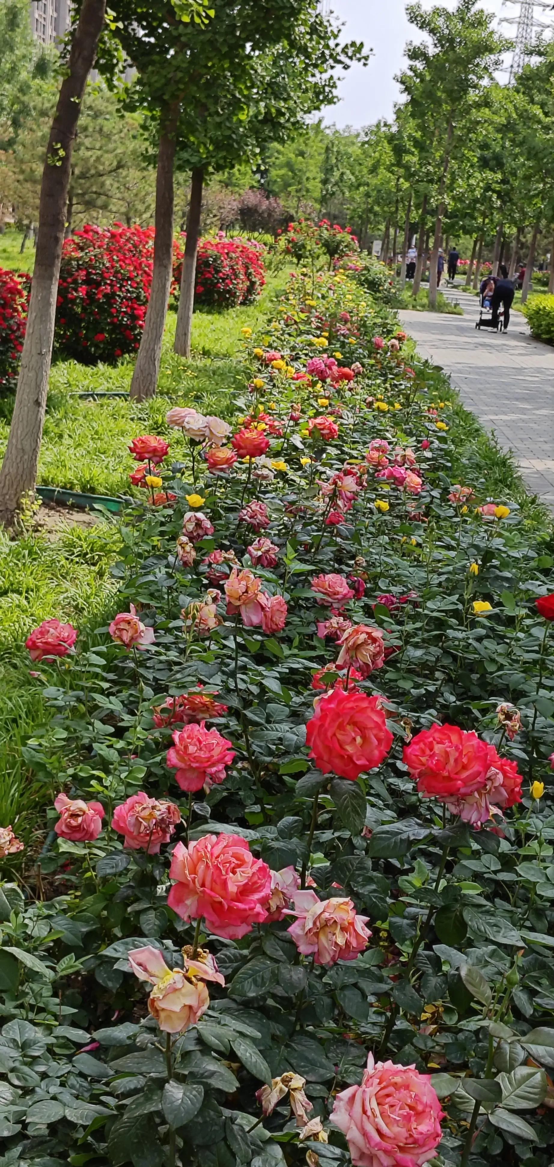 春天的月季花作文500字,春天的月季花是什么颜色