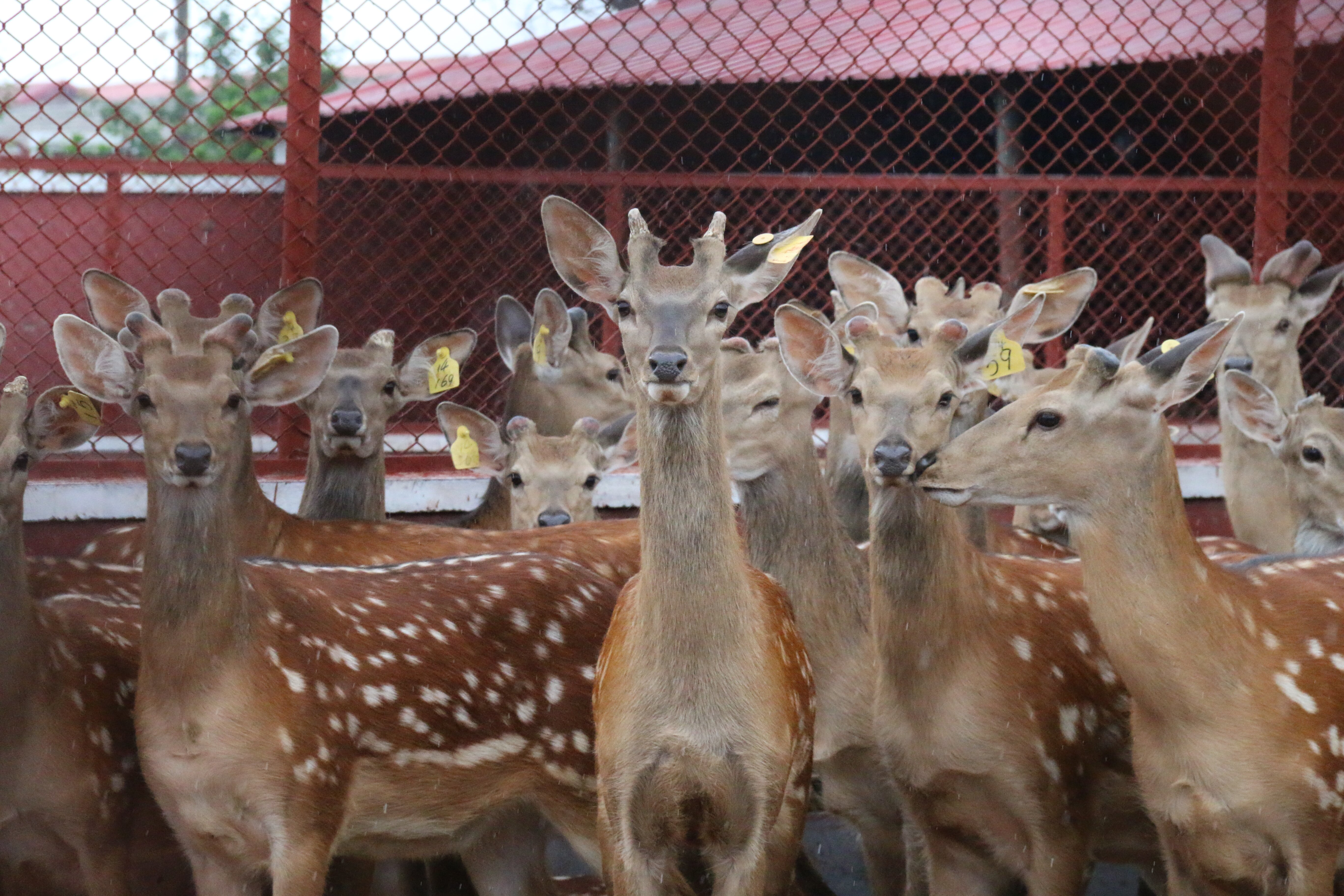 促进梅花鹿产业发展,梅花鹿养殖乡村振兴战略