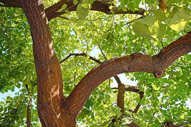 欣赏美丽的珊瑚,田里珊瑚树