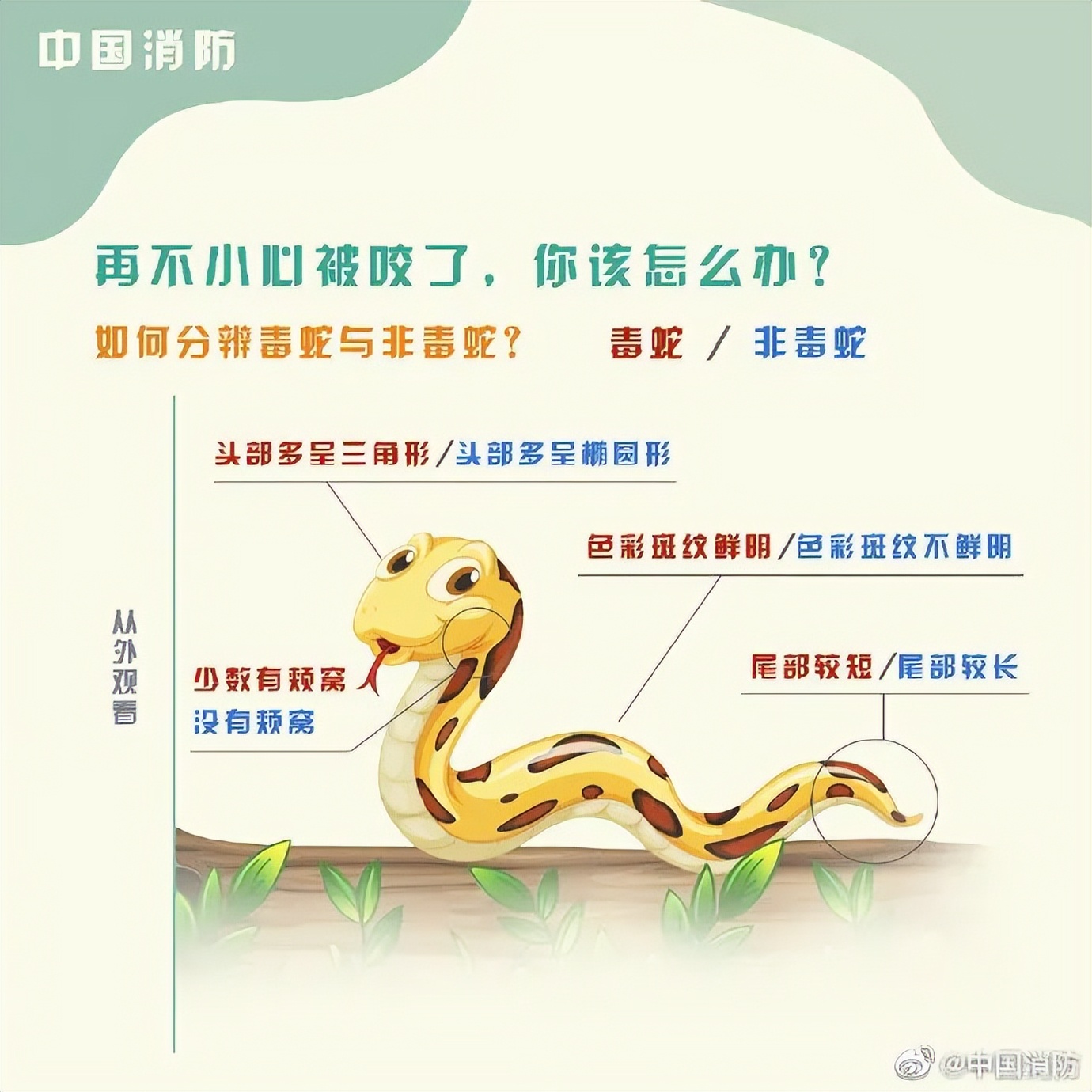 男子睡觉被蛇缠脚,男子被蛇缠腿3米