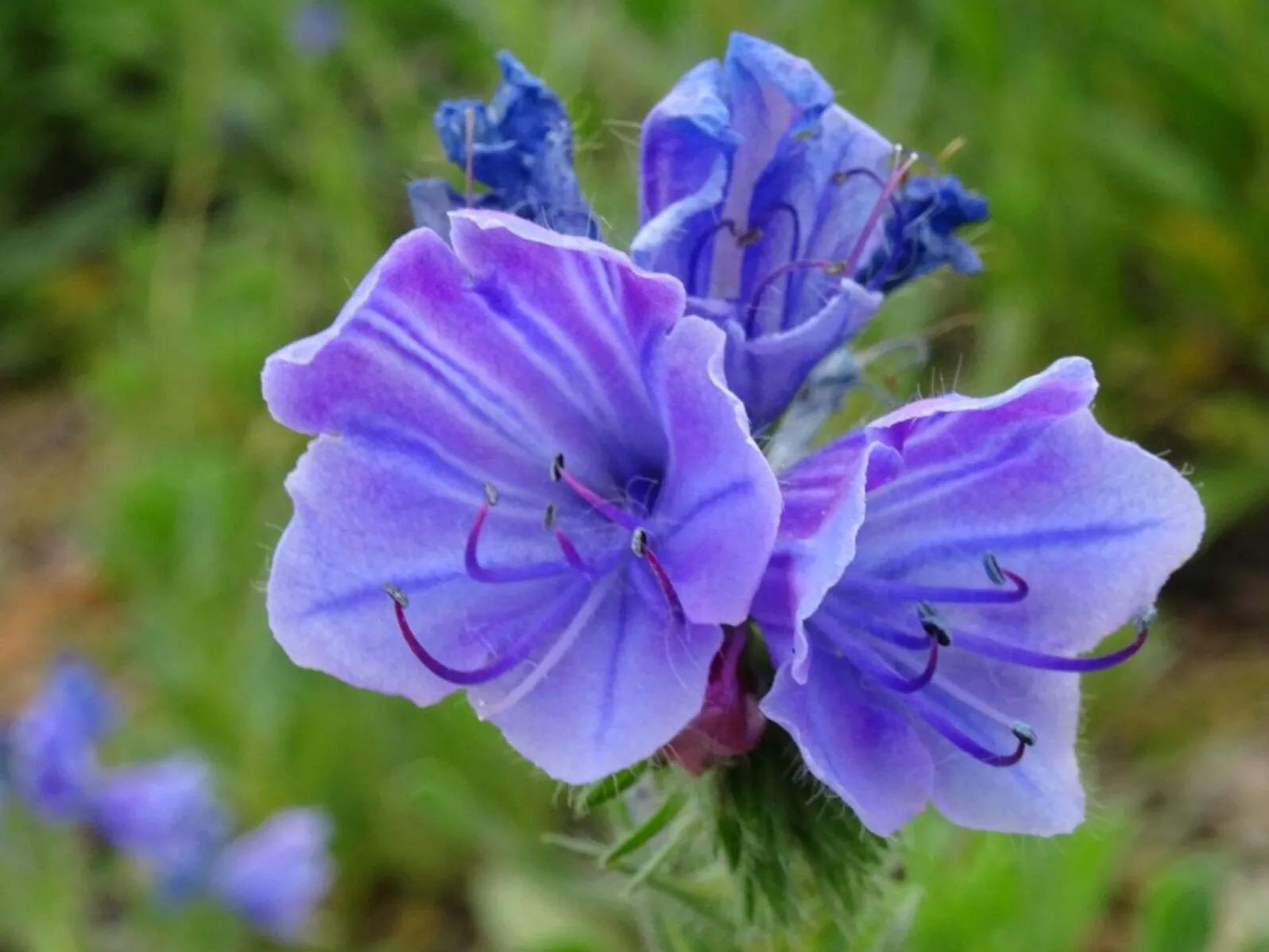 罕见漂亮的鲜花,全球最漂亮的鲜花