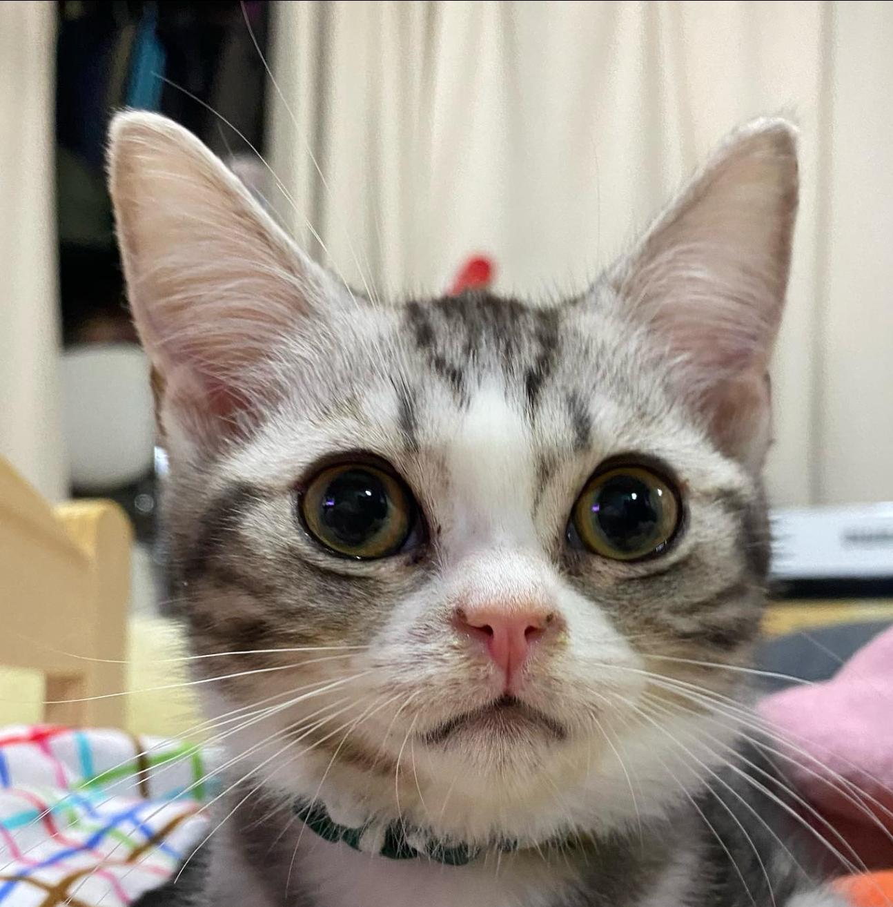 猫咪买什么品种的最好,宠物猫怎么挑选好的猫粮呢